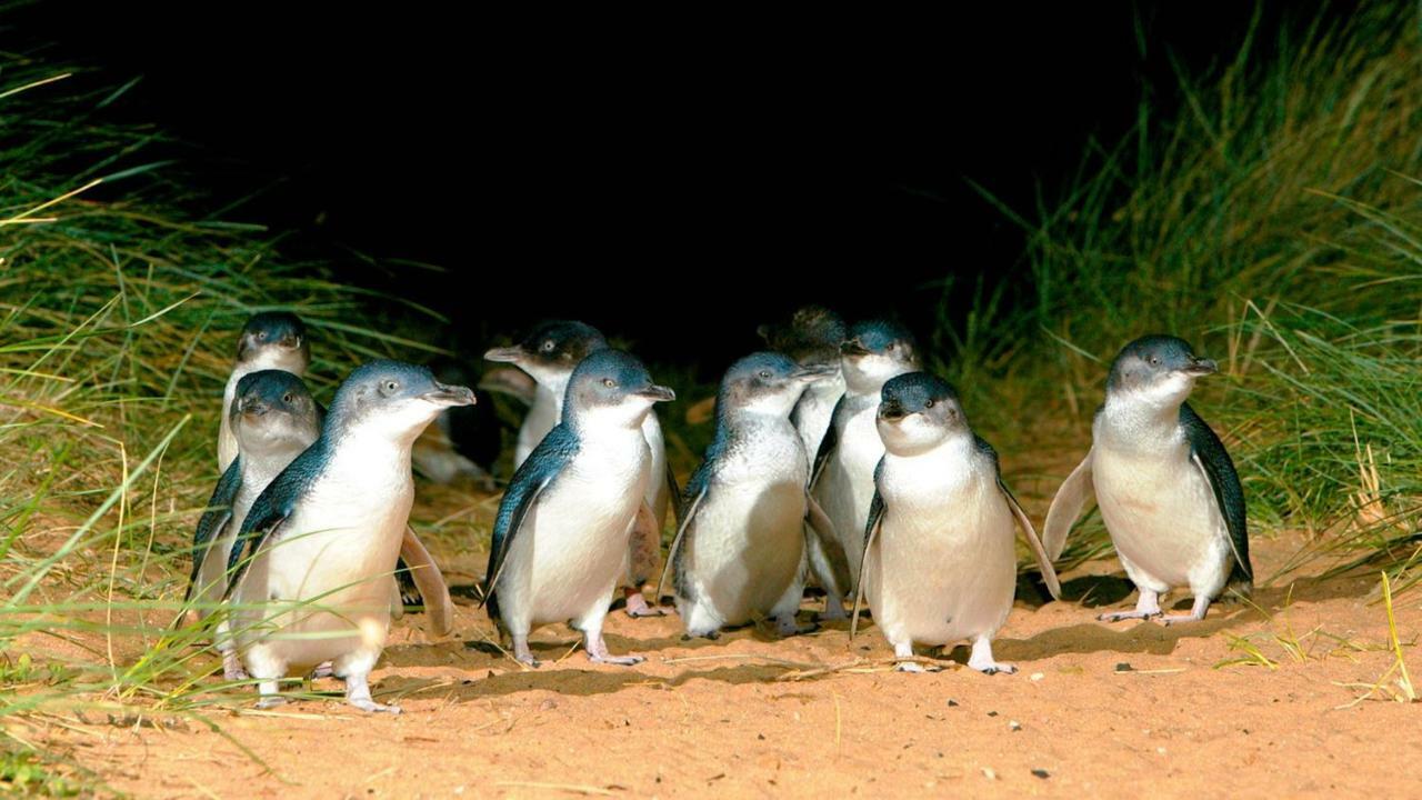 卡尔斯The Grampian Phillip Island别墅 外观 照片